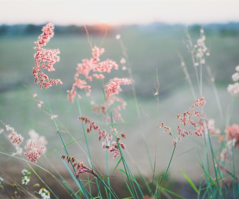 Обои трава, растения, лето, луг, колоски, grass, plants, summer, meadow, spikelets разрешение 2517x1667 Загрузить