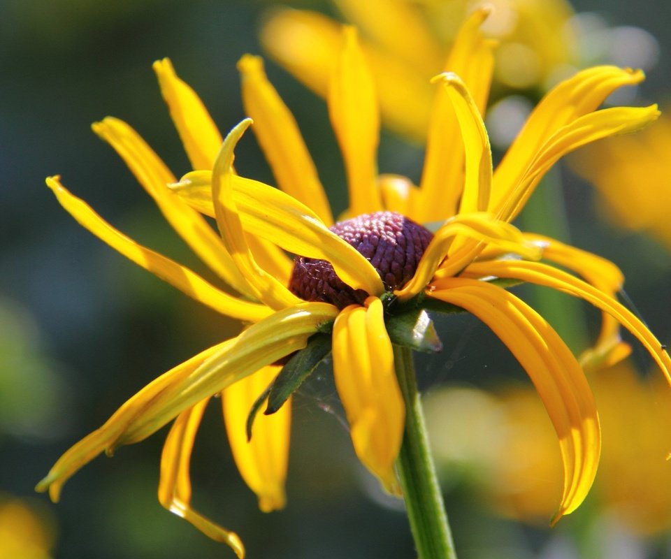 Обои цветок, лепестки, стебель, боке, рудбекия, flower, petals, stem, bokeh, rudbeckia разрешение 3840x2160 Загрузить