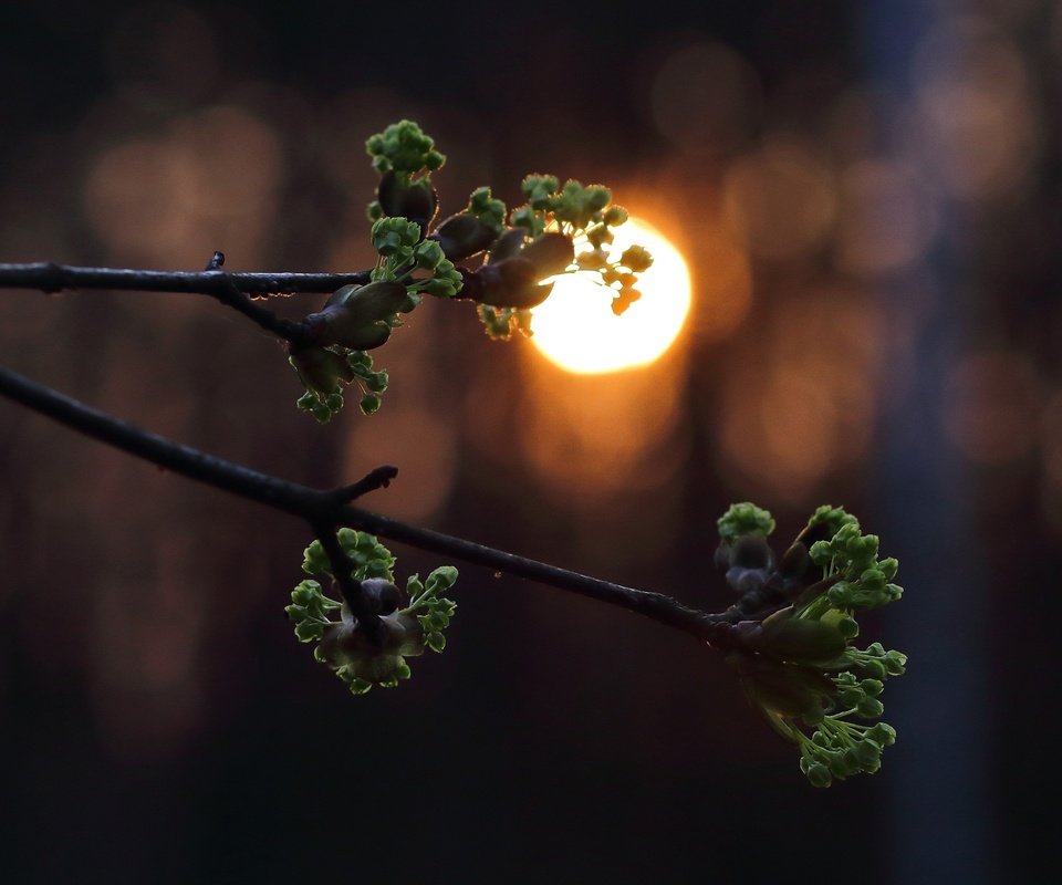 Обои ветка, солнце, листья, закат, весна, почки, branch, the sun, leaves, sunset, spring, kidney разрешение 3840x2560 Загрузить