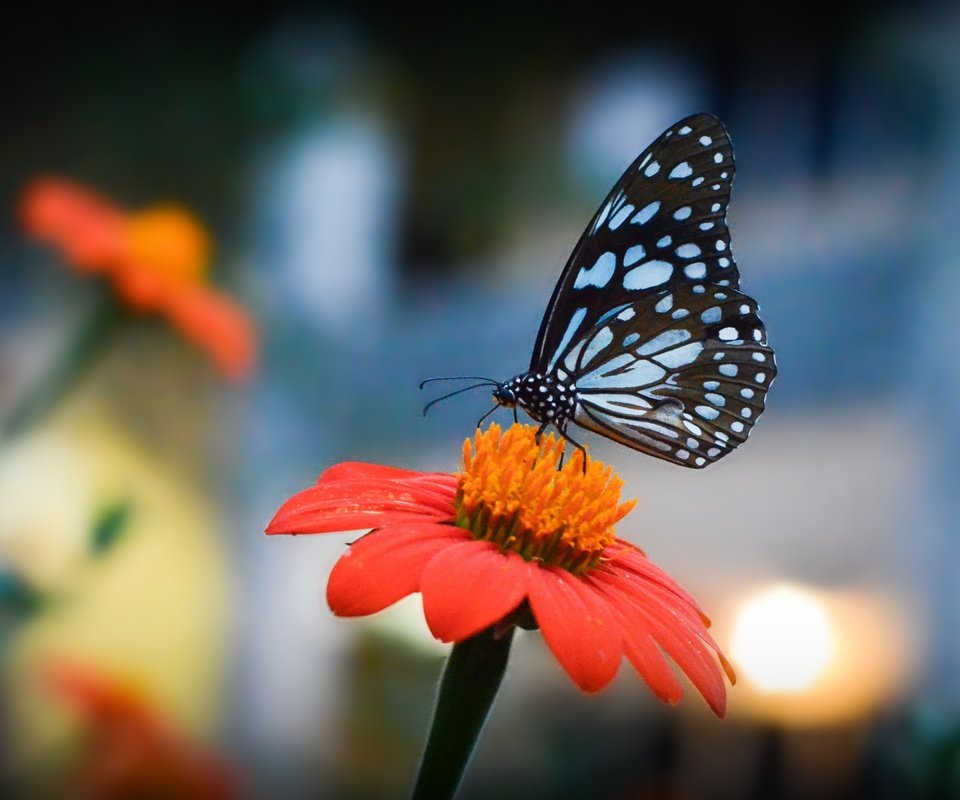 Обои цветы, насекомое, лепестки, бабочка, крылья, боке, flowers, insect, petals, butterfly, wings, bokeh разрешение 4523x2863 Загрузить