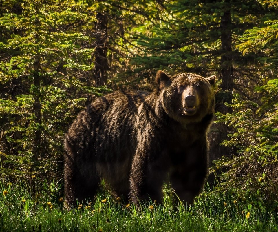 Обои морда, лес, взгляд, медведь, хищник, тайга, бурый медведь, face, forest, look, bear, predator, taiga, brown bear разрешение 2560x1600 Загрузить