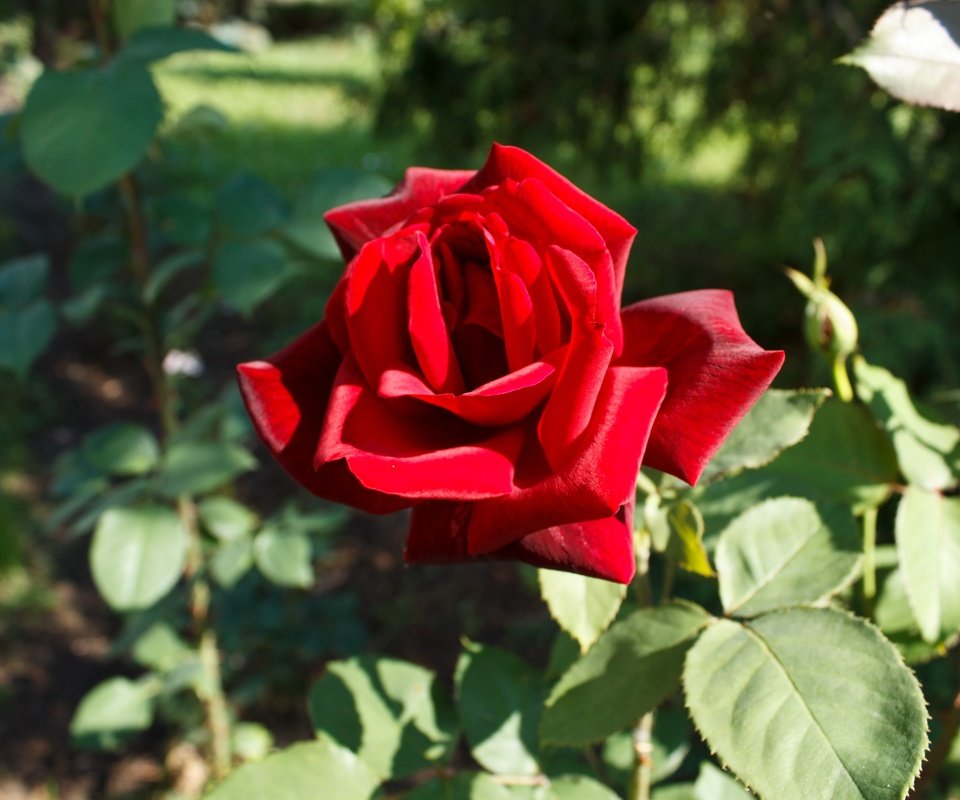 Обои листья, цветок, роза, лепестки, красная роза, боке, leaves, flower, rose, petals, red rose, bokeh разрешение 4272x2848 Загрузить