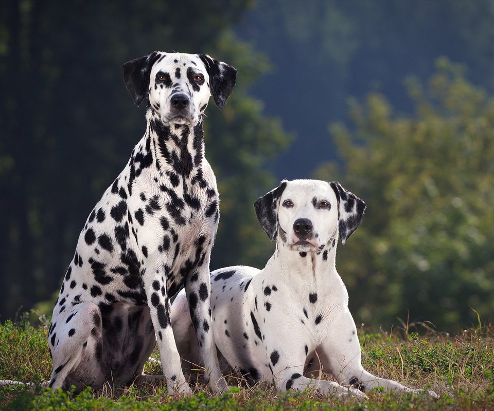 Обои трава, взгляд, далматин, собаки, мордочки, далматинец, grass, look, dalmatian, dogs, faces, dalmatians разрешение 2560x1600 Загрузить