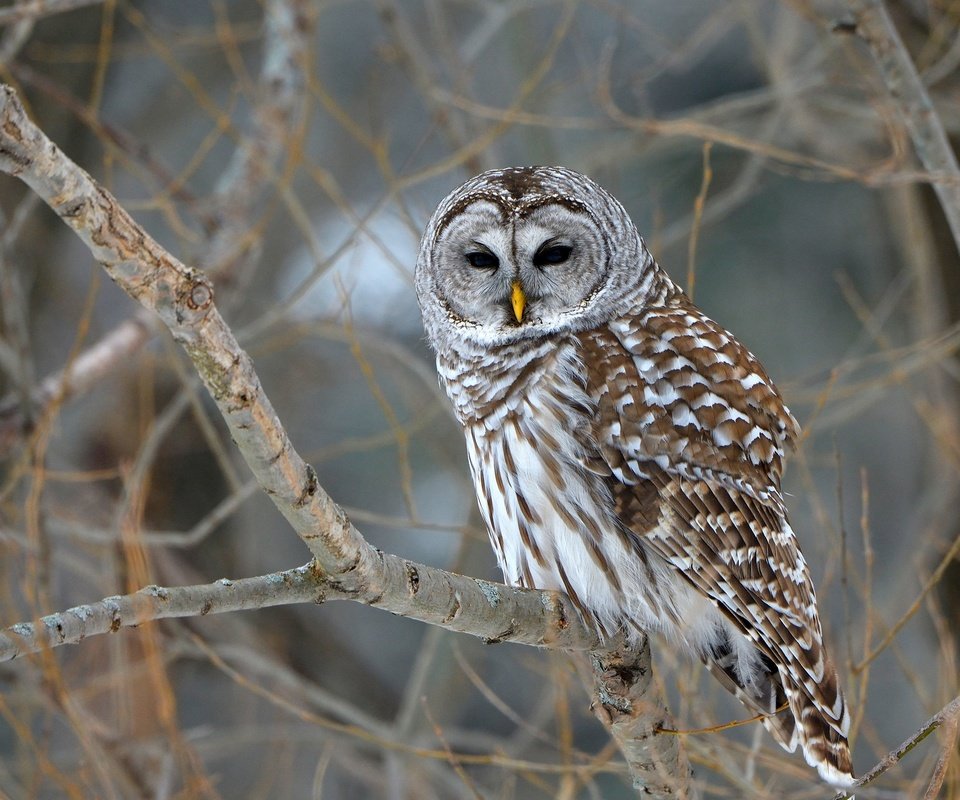 Обои деревья, сова, природа, ветки, птица, боке, неясыть, barred owl, trees, owl, nature, branches, bird, bokeh разрешение 2048x1294 Загрузить