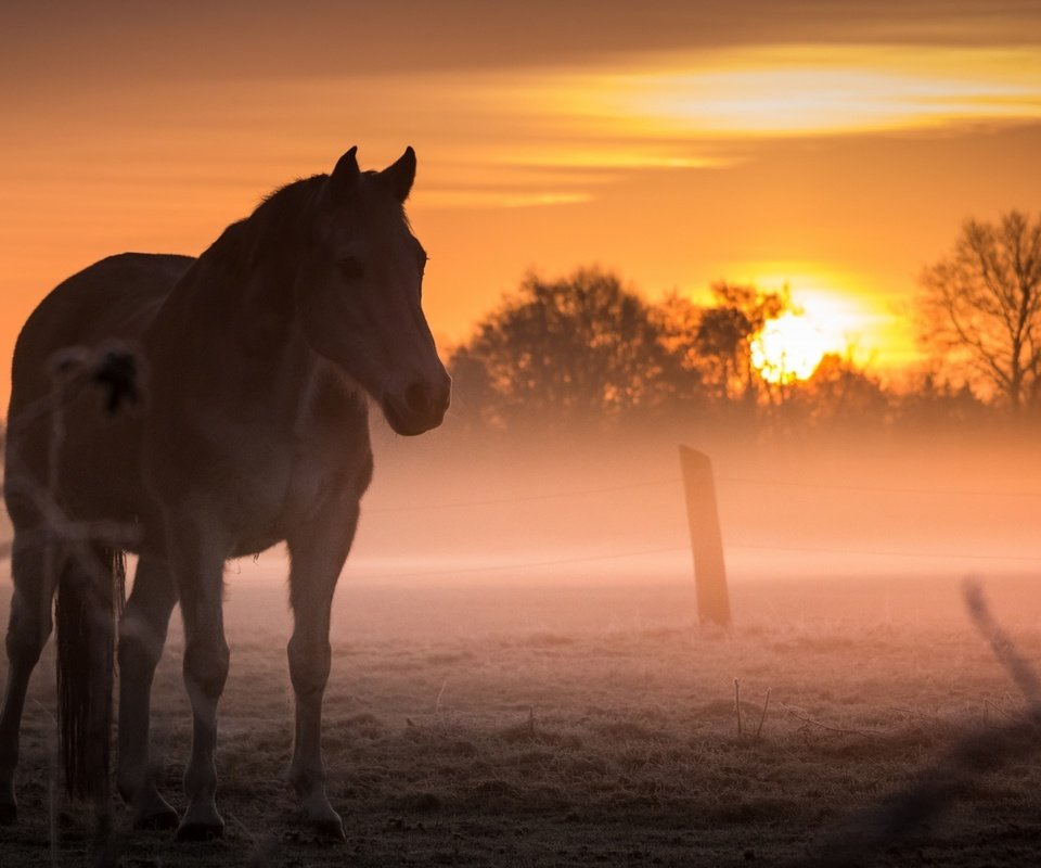 Обои лошадь, закат, туман, поле, конь, horse, sunset, fog, field разрешение 2560x1440 Загрузить