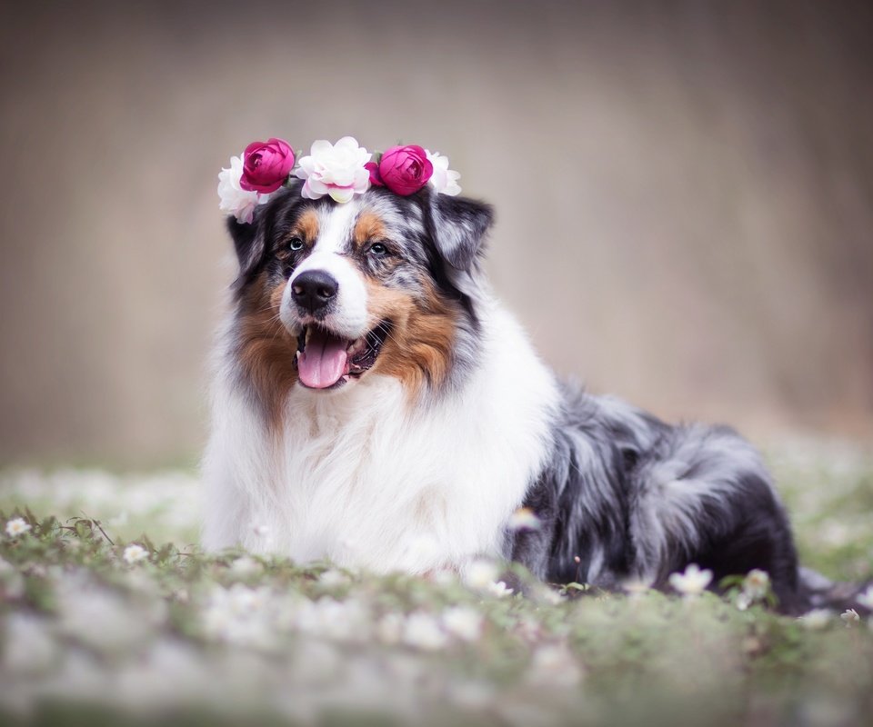 Обои цветы, собака, венок, боке, австралийская овчарка, аусси, flowers, dog, wreath, bokeh, australian shepherd, aussie разрешение 2048x1365 Загрузить