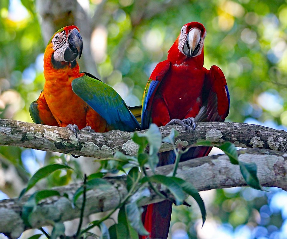 Обои дерево, птицы, клюв, пара, перья, ара, попугаи, tree, birds, beak, pair, feathers, ara, parrots разрешение 2112x1188 Загрузить