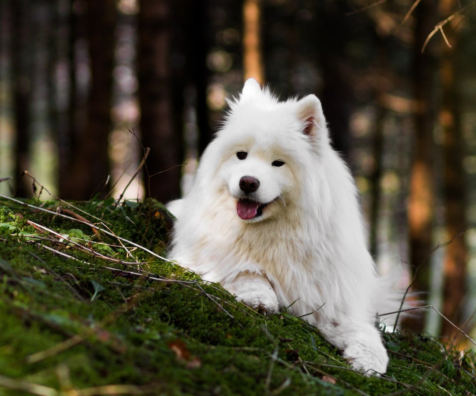 Обои природа, лес, собака, язык, боке, самоед, nature, forest, dog, language, bokeh, samoyed разрешение 2112x1188 Загрузить