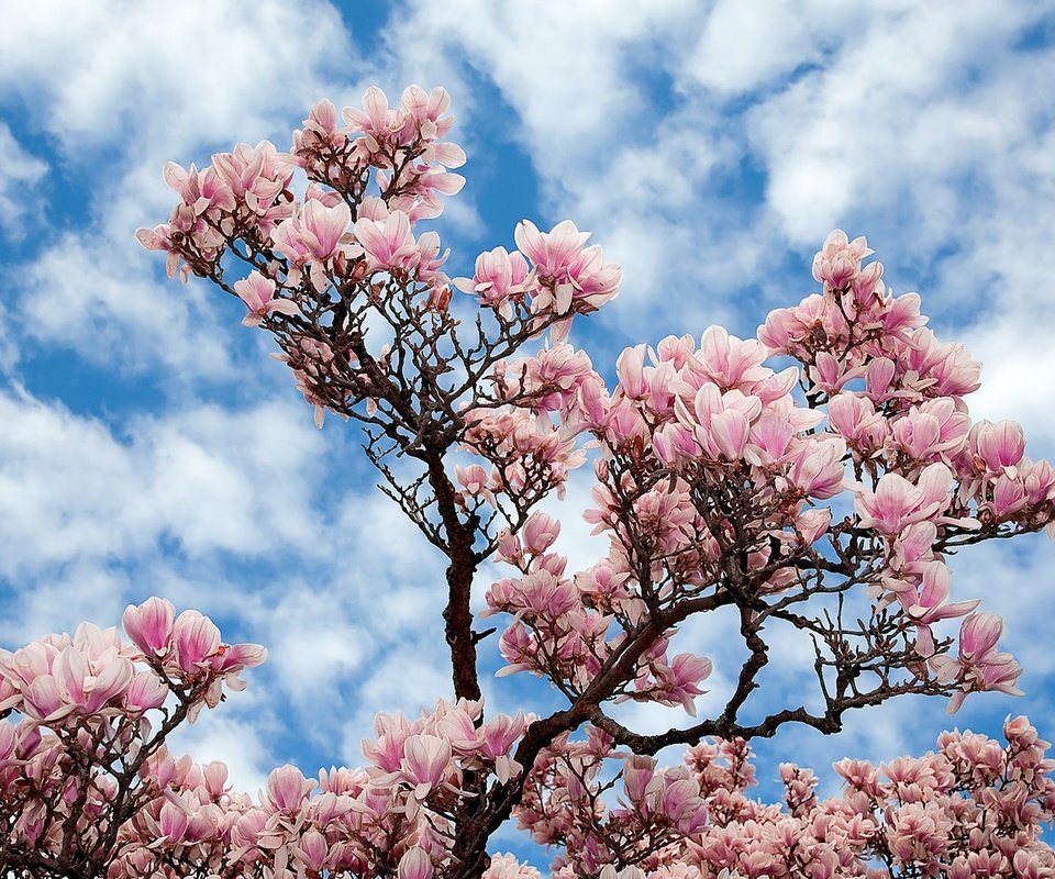 Обои небо, цветы, облака, природа, дерево, ветки, сакура, магнолия, the sky, flowers, clouds, nature, tree, branches, sakura, magnolia разрешение 1920x1200 Загрузить