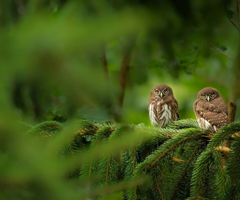 Обои сова, сыч, дерево, хвоя, ветки, взгляд, птицы, боке, совы, owl, tree, needles, branches, look, birds, bokeh, owls разрешение 2000x1301 Загрузить