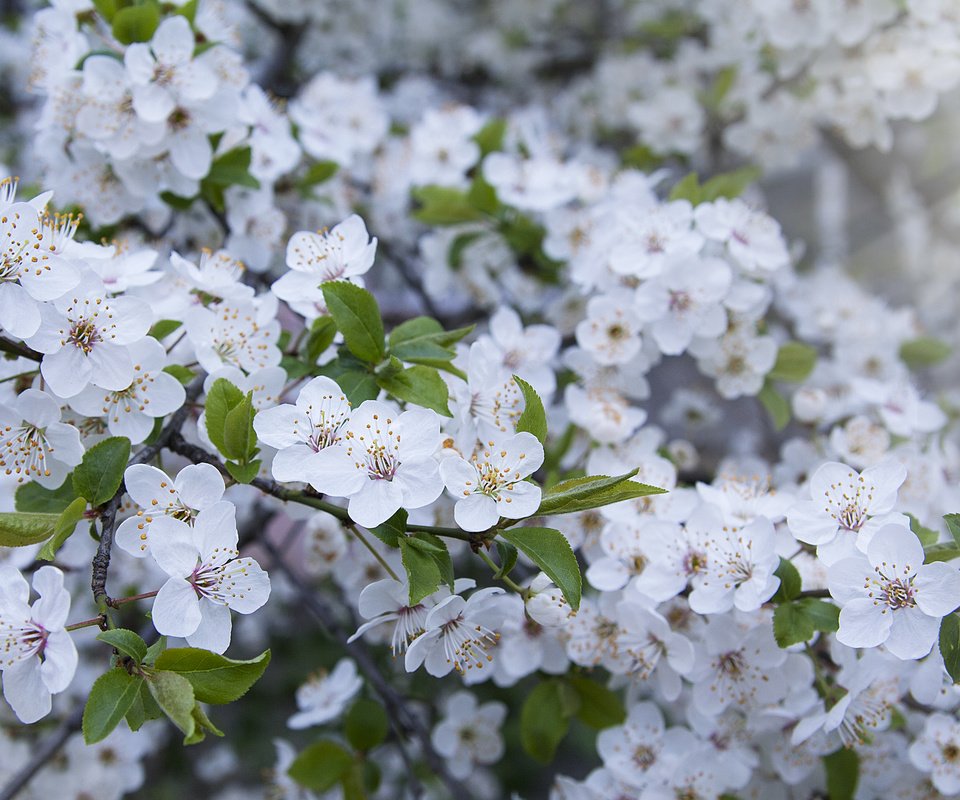 Обои весна, весенние, spring разрешение 4476x2316 Загрузить