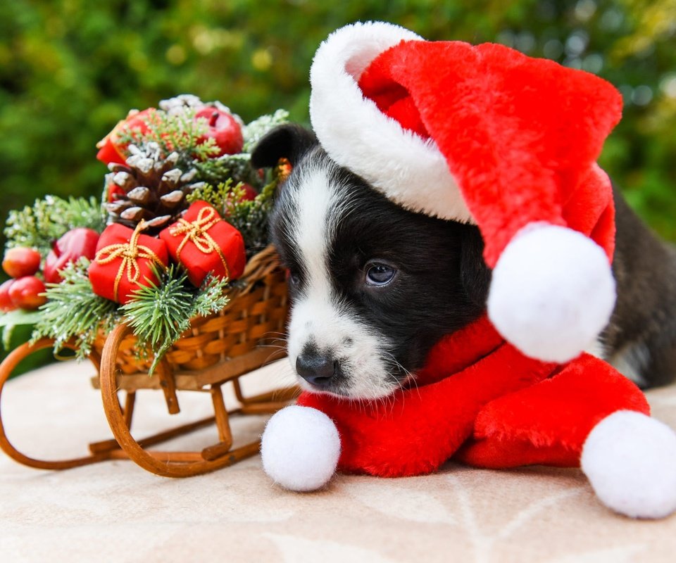 Обои новый год, шарфик, собака, вельш-корги, щенок, корги, игрушки, колпак санты, мордашка, малыш, рождество, санки, new year, scarf, dog, welsh corgi, puppy, corgi, toys, face, baby, christmas, sled разрешение 2000x1333 Загрузить