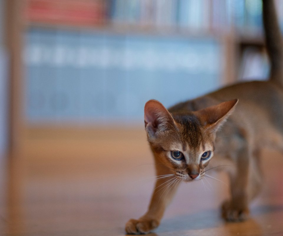 Обои боке, абиссинская кошка, котейка, bokeh, abyssinian cat, cat разрешение 2112x1188 Загрузить