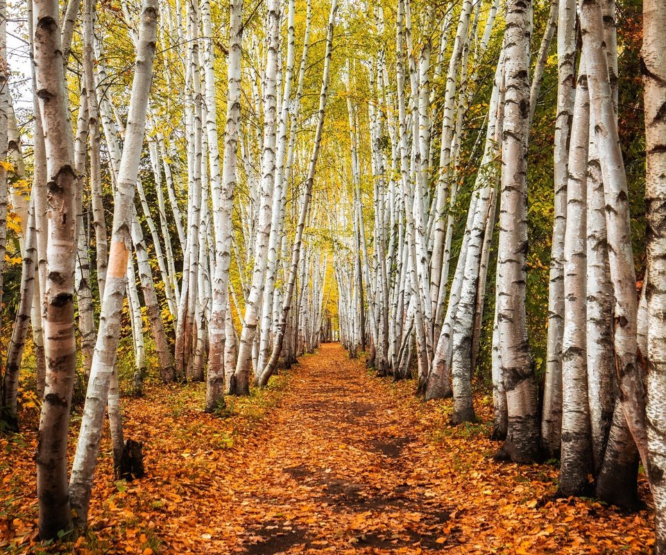 Обои деревья, дорожка, стволы, березы, осень, роща, trees, track, trunks, birch, autumn, grove разрешение 3840x2160 Загрузить