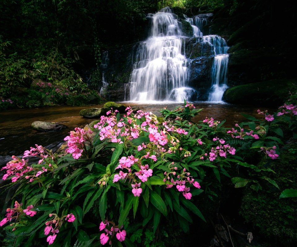 Обои цветы, река, водопад, тайланд, каскад, flowers, river, waterfall, thailand, cascade разрешение 4500x3000 Загрузить