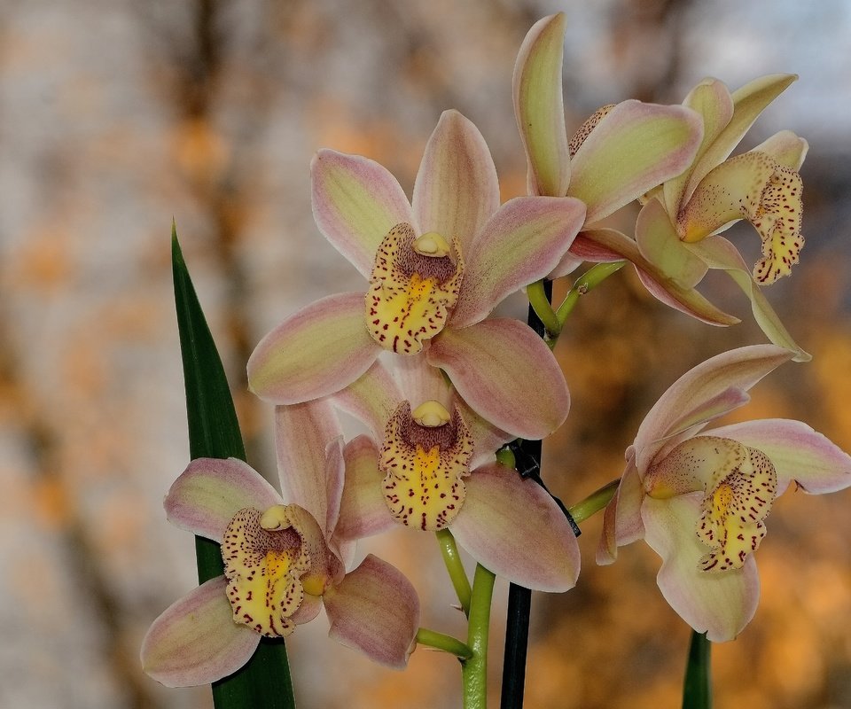 Обои цветы, весна, орхидея, боке, flowers, spring, orchid, bokeh разрешение 4688x3125 Загрузить