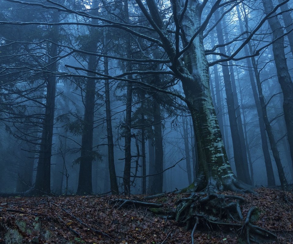 Обои деревья, природа, лес, утро, туман, корни, сумерки, trees, nature, forest, morning, fog, roots, twilight разрешение 2048x1360 Загрузить