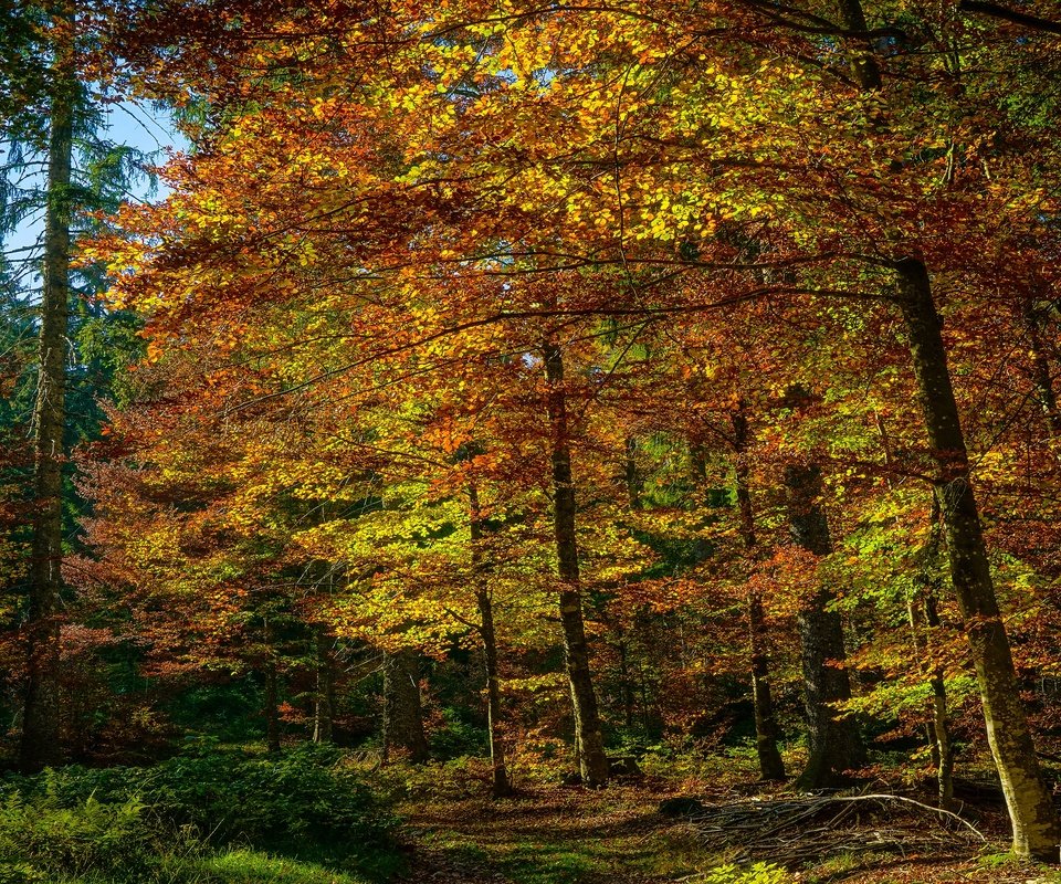 Обои лес, листва, осень, краски осени, forest, foliage, autumn, the colors of autumn разрешение 3840x2160 Загрузить