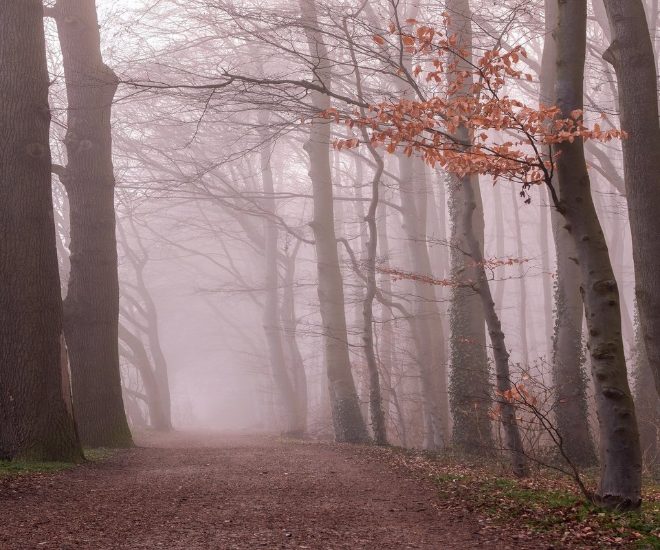 Обои лес, утро, туман, ветки, листва, осень, forest, morning, fog, branches, foliage, autumn разрешение 3840x2160 Загрузить