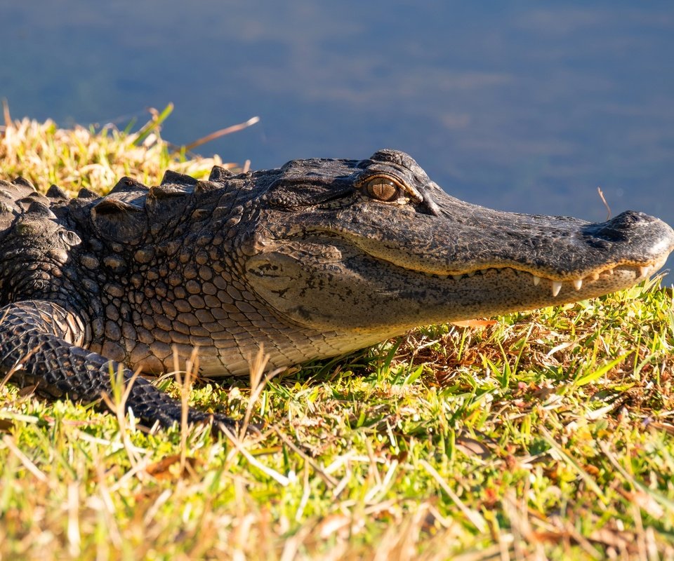 Обои морда, берег, водоем, крокодил, face, shore, pond, crocodile разрешение 6000x4000 Загрузить