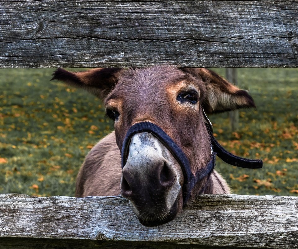 Обои морда, взгляд, ограждение, осел, ослик, face, look, the fence, donkey разрешение 5120x3414 Загрузить