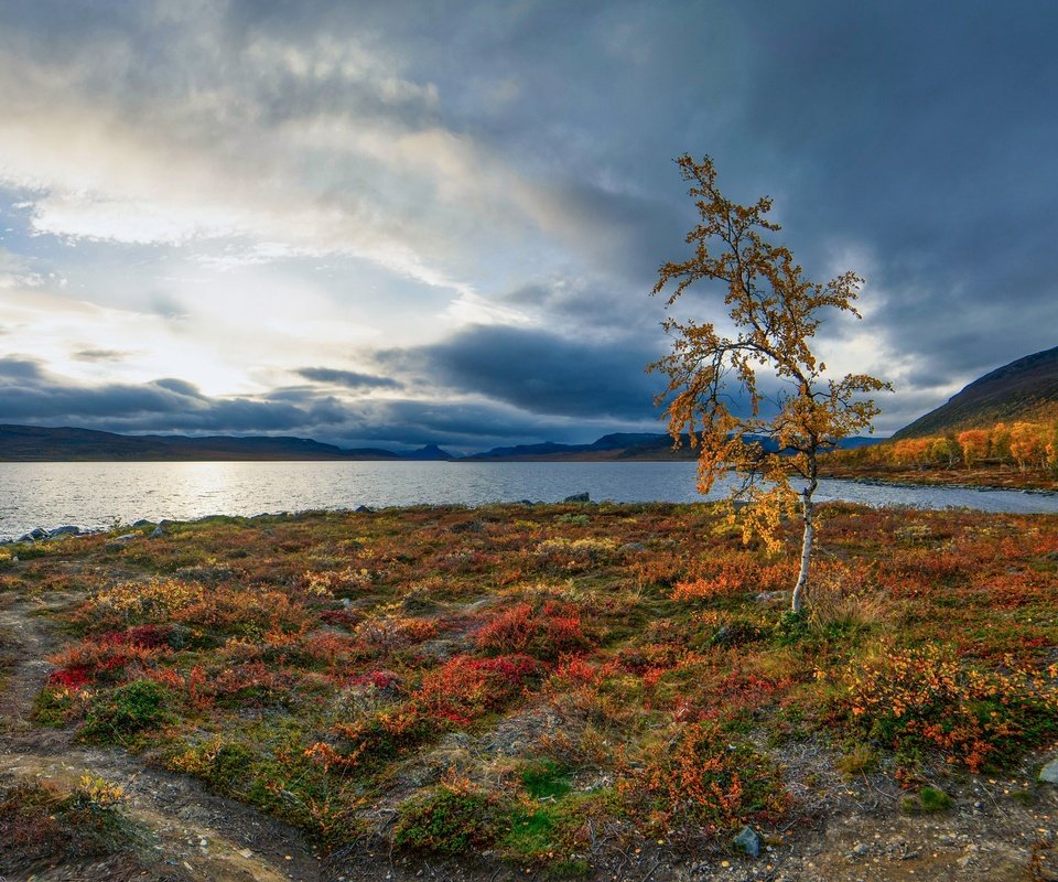 Обои озеро, осень, береза, деревце, финляндия, лапландия, lake, autumn, birch, tree, finland, lapland разрешение 3072x1728 Загрузить