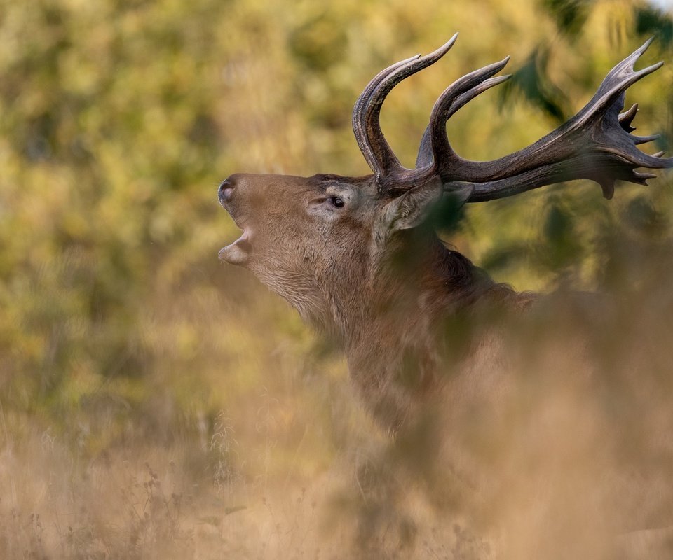 Обои природа, олень, профиль, животное, рога, голова, nature, deer, profile, animal, horns, head разрешение 2048x1365 Загрузить