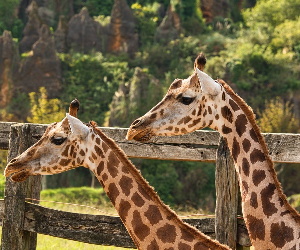 Обои природа, пара, жираф, жирафы, nature, pair, giraffe, giraffes разрешение 5568x3712 Загрузить