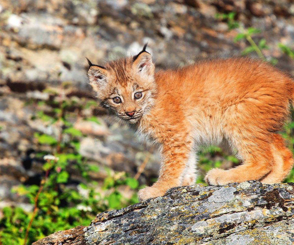 Обои природа, рысь, взгляд, малыш, детеныш, боке, рысёнок, nature, lynx, look, baby, cub, bokeh, a small lynx разрешение 3840x2560 Загрузить