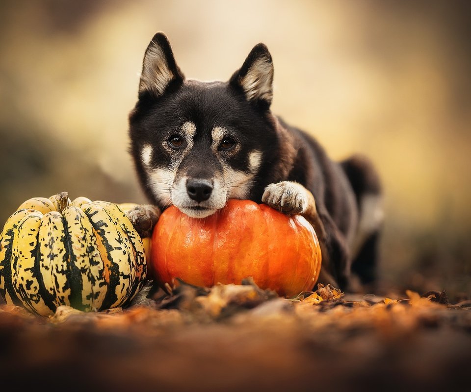 Обои природа, собака, тыква, nature, dog, pumpkin разрешение 2048x1365 Загрузить