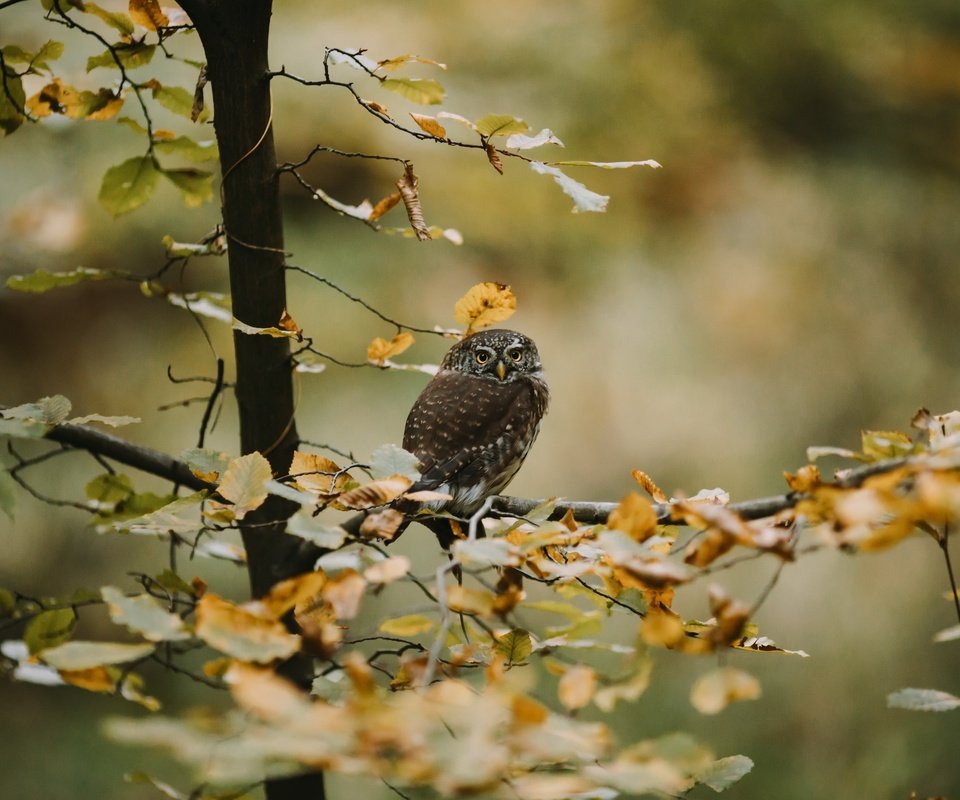 Обои сова, дерево, осень, owl, tree, autumn разрешение 3840x2160 Загрузить