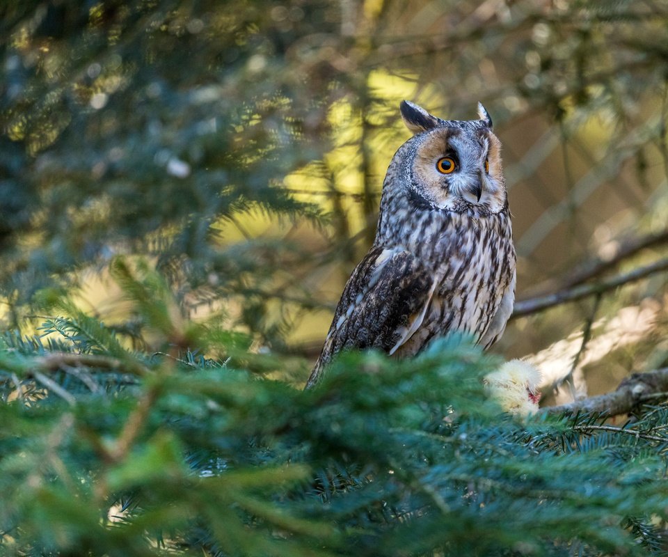 Обои сова, хвоя, ветки, птица, боке, owl, needles, branches, bird, bokeh разрешение 6720x4480 Загрузить