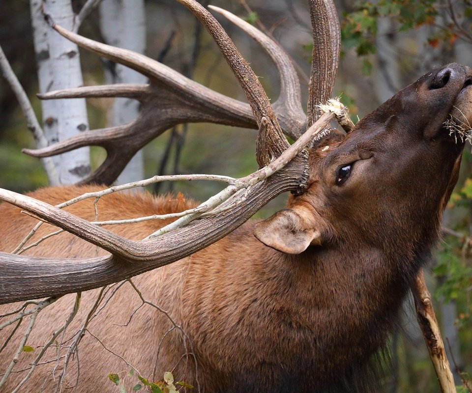 Обои ветка, олень, рога, вапити, branch, deer, horns, wapiti разрешение 2048x1365 Загрузить