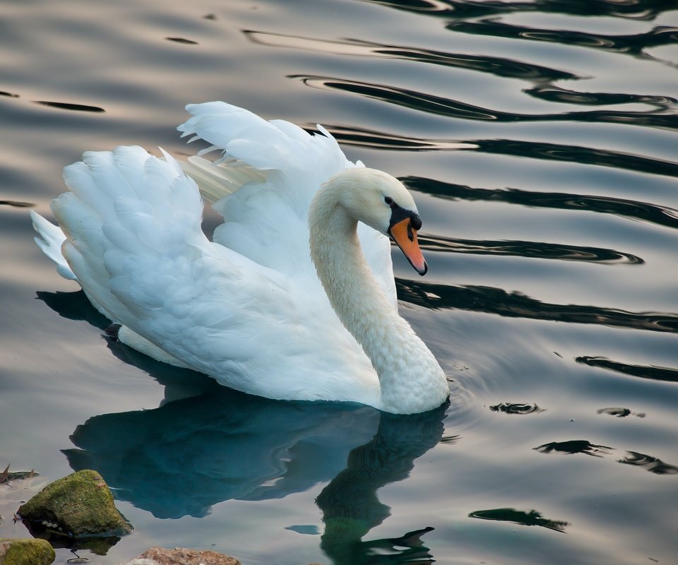 Обои белый, водоем, птица, лебедь, white, pond, bird, swan разрешение 3000x2000 Загрузить
