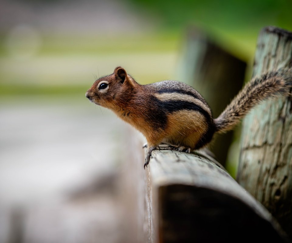 Обои бревно, боке, бурундук, log, bokeh, chipmunk разрешение 6144x4096 Загрузить