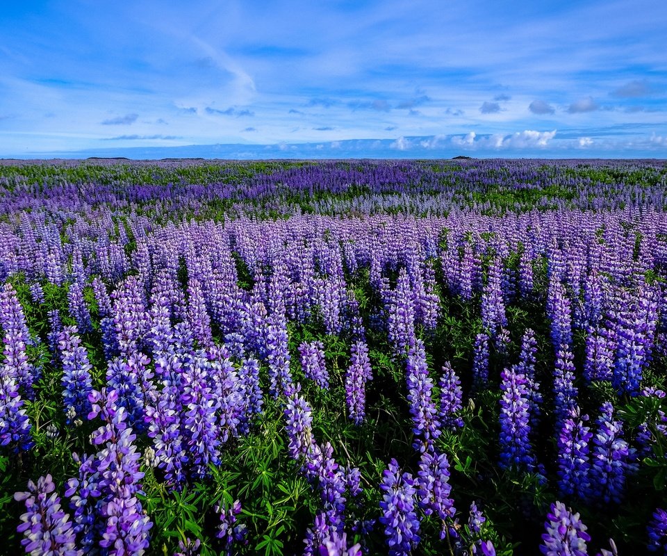 Обои цветы, поле, много, люпины, flowers, field, a lot, lupins разрешение 3840x2160 Загрузить