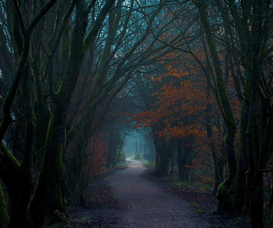 Обои деревья, природа, лес, тропинка, шотландия, trees, nature, forest, path, scotland разрешение 1920x1080 Загрузить