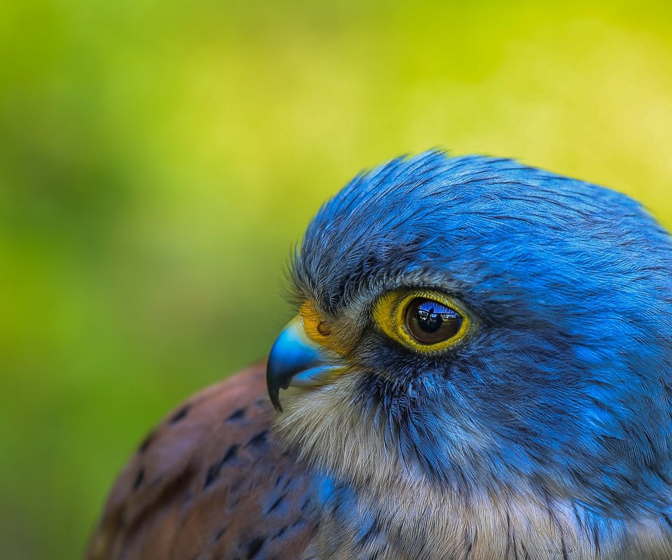 Обои фон, портрет, взгляд, птица, сокол, background, portrait, look, bird, falcon разрешение 2048x1365 Загрузить