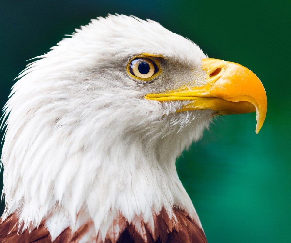 Обои клюв, белоголовый орлан, beak, bald eagle разрешение 3840x2181 Загрузить