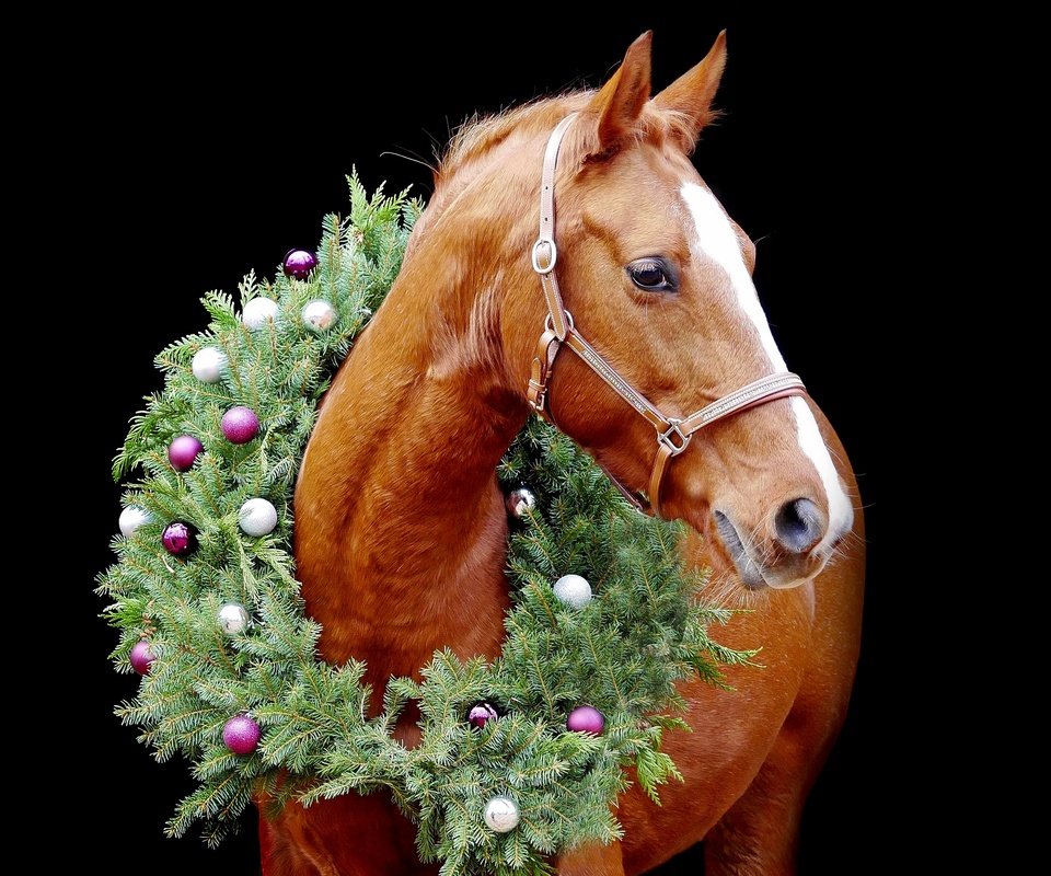 Обои лошадь, конь, елочные игрушки, новый год, венок, хвоя, портрет, шарики, черный фон, рыжий, рождество, horse, christmas decorations, new year, wreath, needles, portrait, balls, black background, red, christmas разрешение 3840x2160 Загрузить