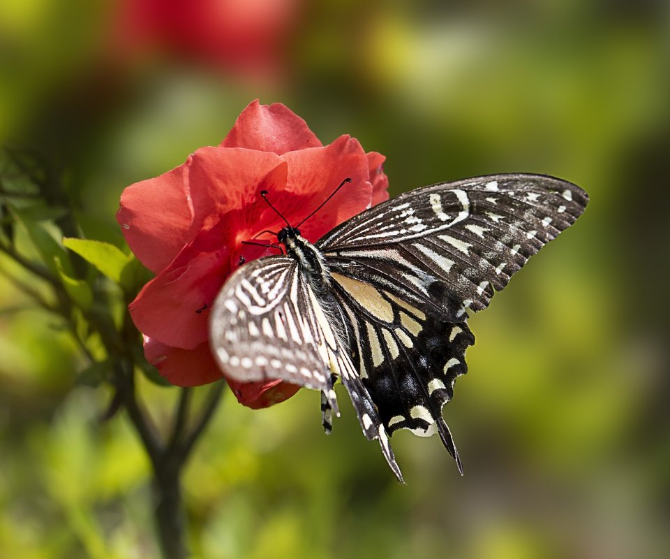 Обои макро, цветок, лето, бабочка, macro, flower, summer, butterfly разрешение 5472x3648 Загрузить