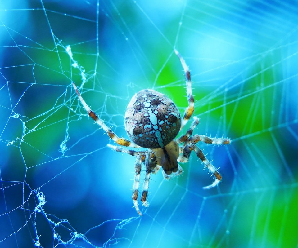 Обои макро, голубой фон, паук, паутина, боке, крестовик, macro, blue background, spider, web, bokeh разрешение 2880x1924 Загрузить