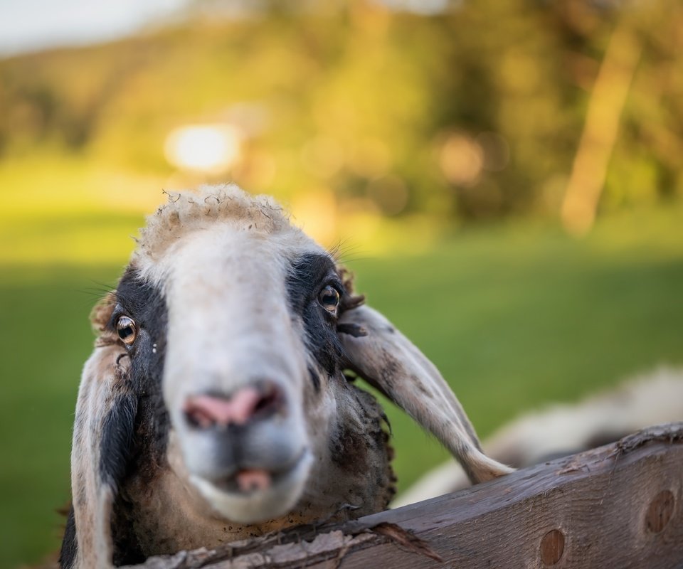 Обои морда, фон, овца, face, background, sheep разрешение 6144x4101 Загрузить