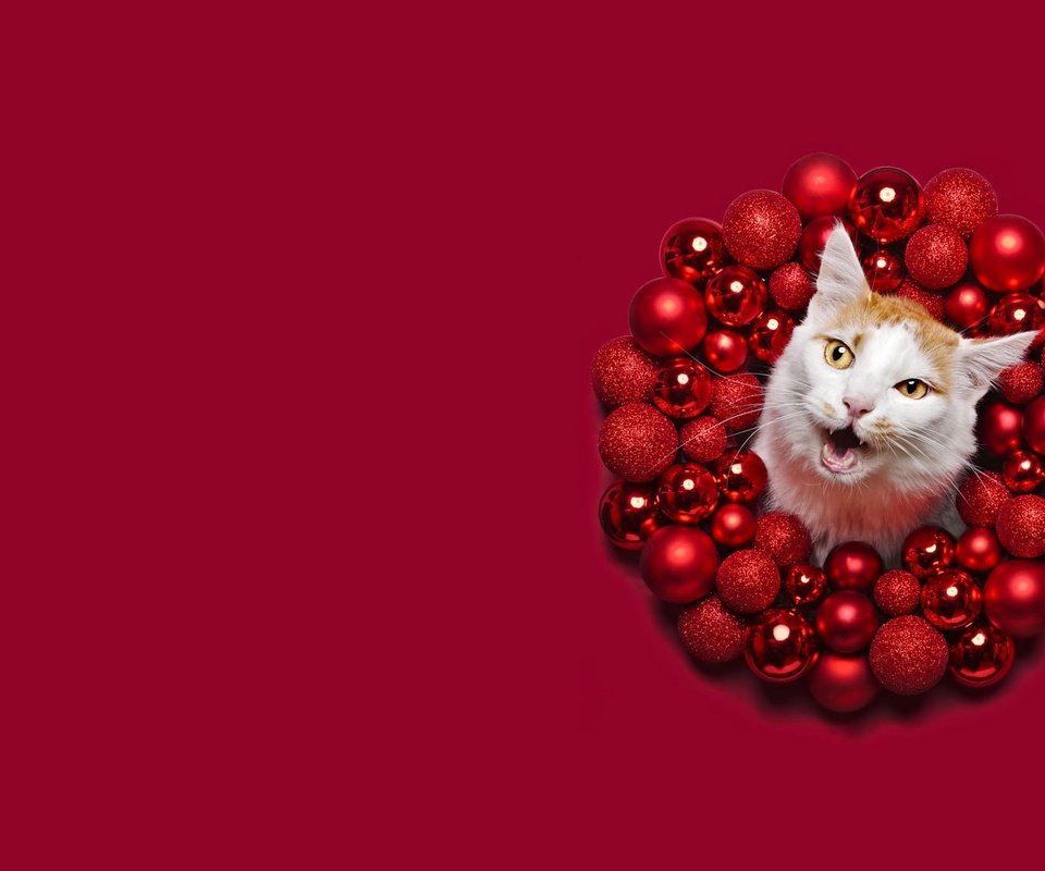 Обои морда, круг, новый год, красный фон, шары, кот, кошка, шарики, рыжий, праздник, рождество, face, round, new year, red background, balls, cat, red, holiday, christmas разрешение 2000x1125 Загрузить