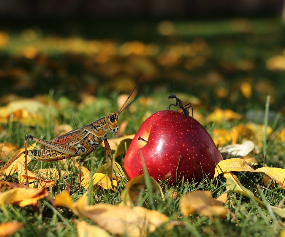 Обои муравей, яблоко, кузнечик, ant, apple, grasshopper разрешение 3840x2560 Загрузить