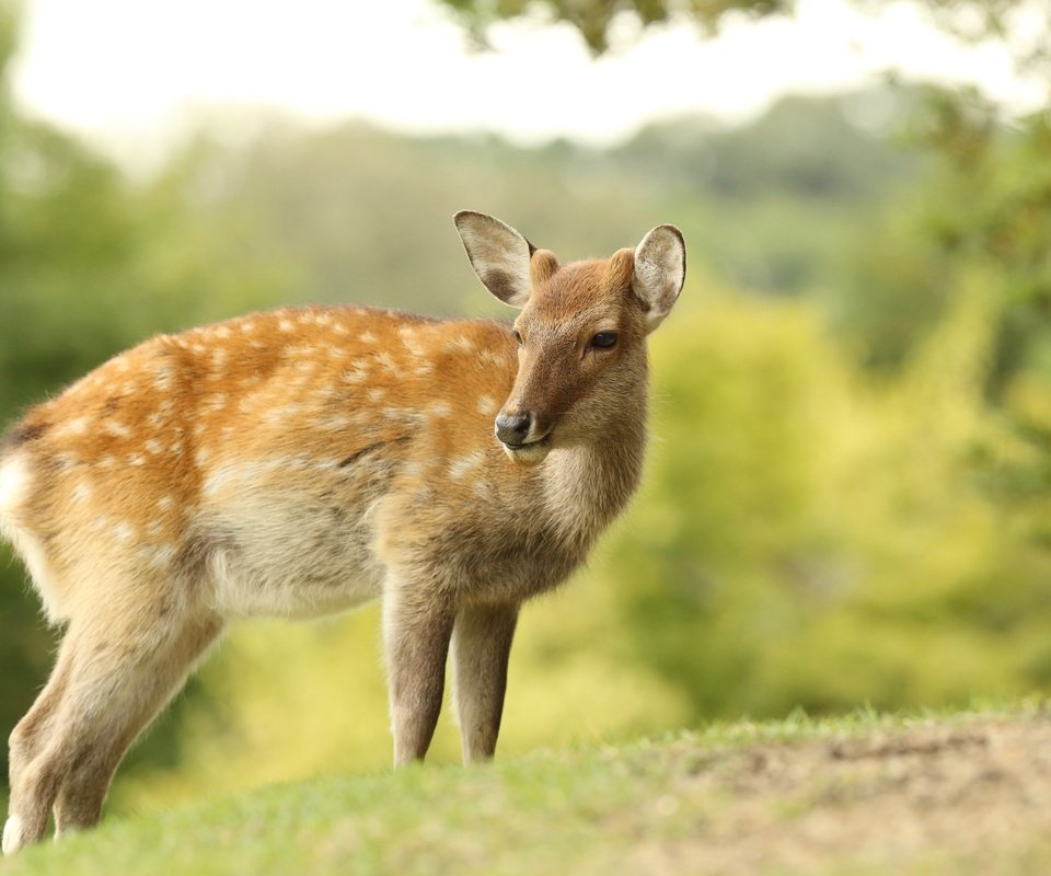 Обои природа, олень, боке, самка, nature, deer, bokeh, female разрешение 5184x3456 Загрузить