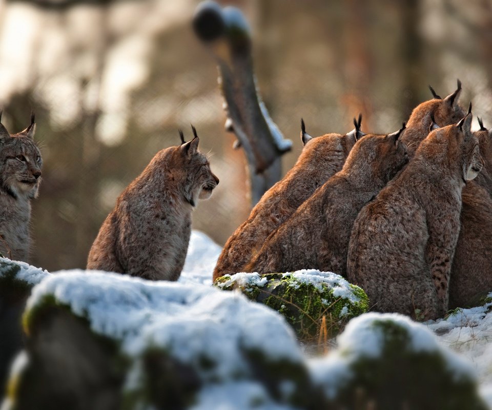 Обои снег, камни, зима, рысь, много, боке, сидят, рыси, snow, stones, winter, lynx, a lot, bokeh, sitting разрешение 3840x2438 Загрузить