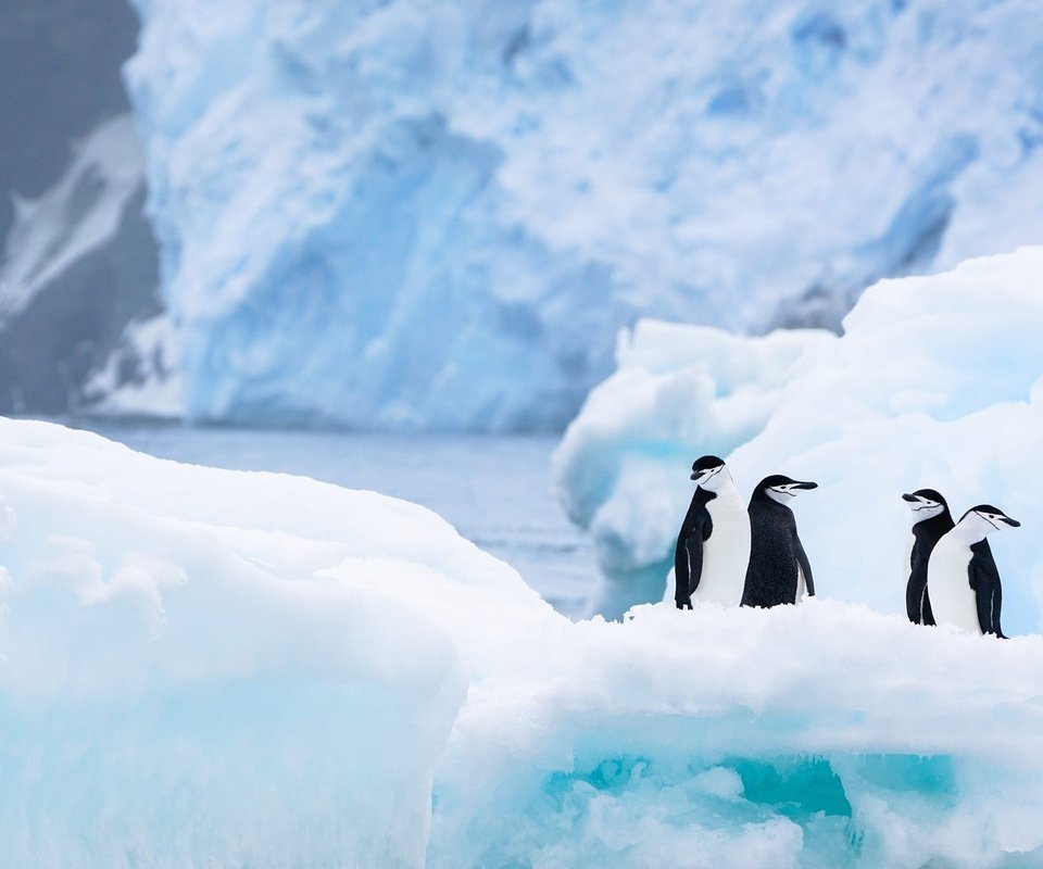 Обои снег, антарктида, природа, льды, зима, пингвины, ледник, лёд, водоем, айсберг, птицы, льдины, пингвин, penguin, snow, antarctica, nature, penguins, winter, glacier, ice, pond, iceberg, birds разрешение 2000x1125 Загрузить