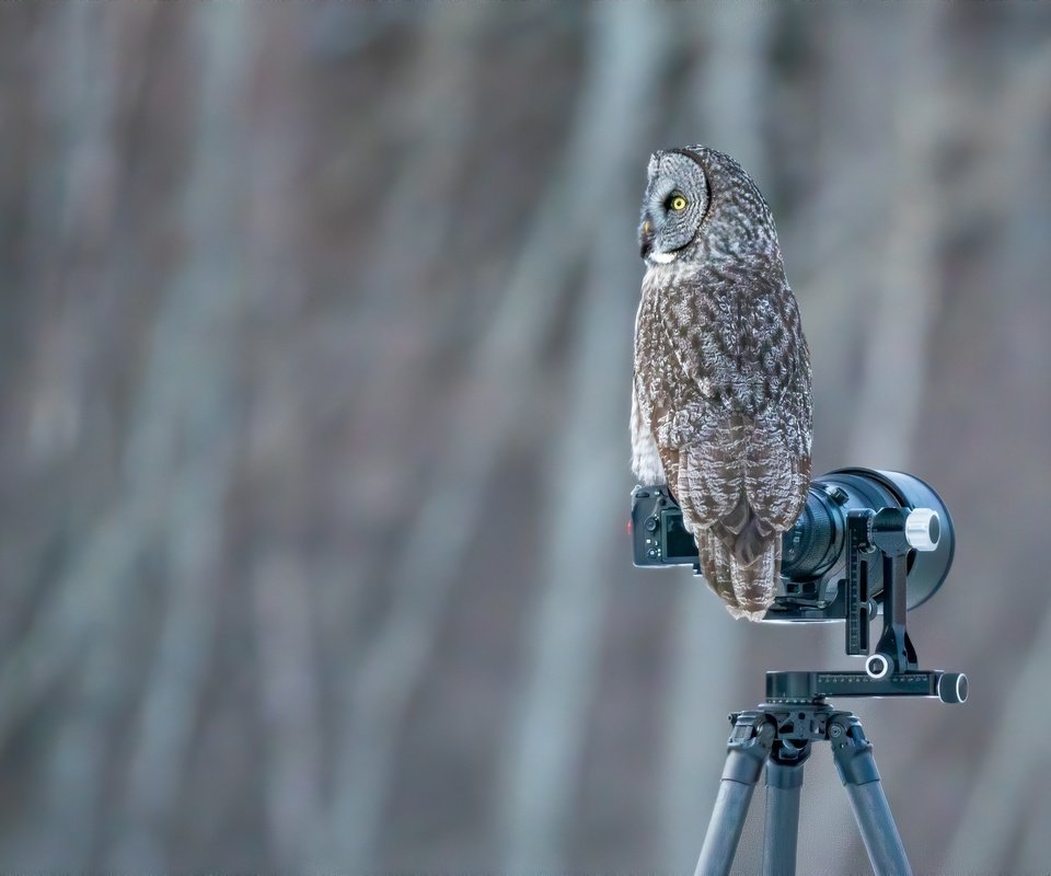 Обои сова, фон, птица, боке, неясыть, фотокамера, owl, background, bird, bokeh, the camera разрешение 2400x1600 Загрузить