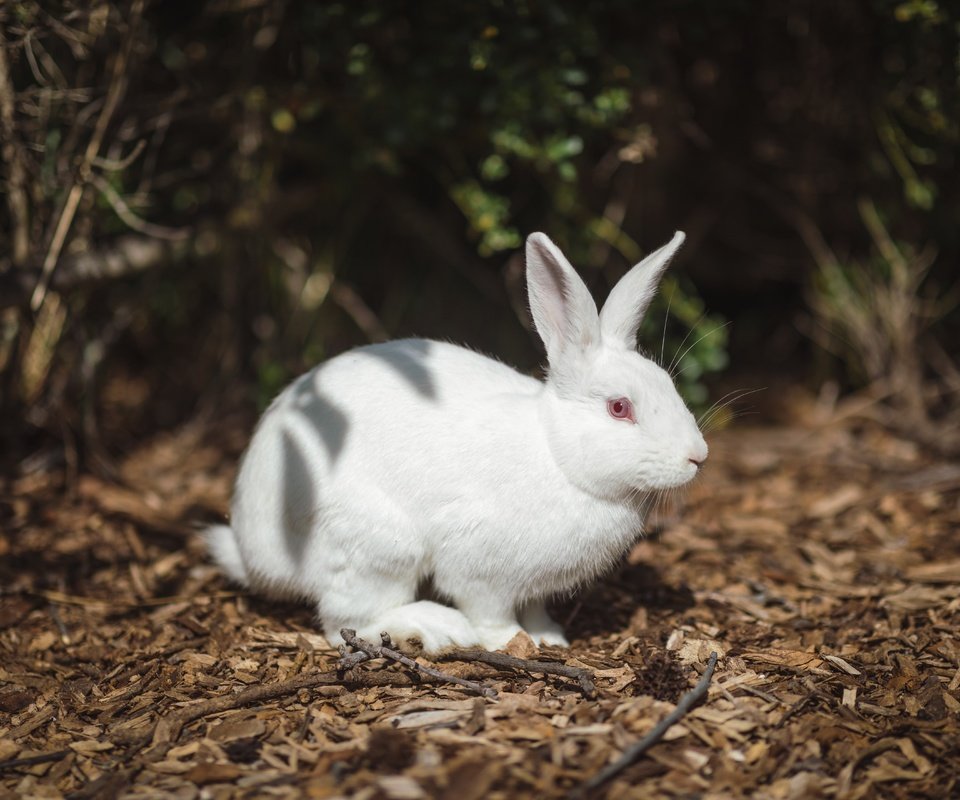 Обои свет, природа, белый, темный фон, кролик, заяц, альбинос, light, nature, white, the dark background, rabbit, hare, albino разрешение 6720x4480 Загрузить